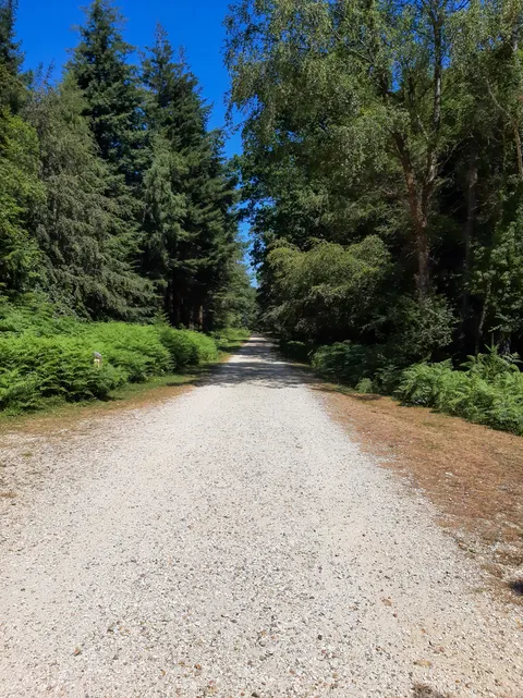 Forest Path Phone Wallpaper · vertical · 1440×1924