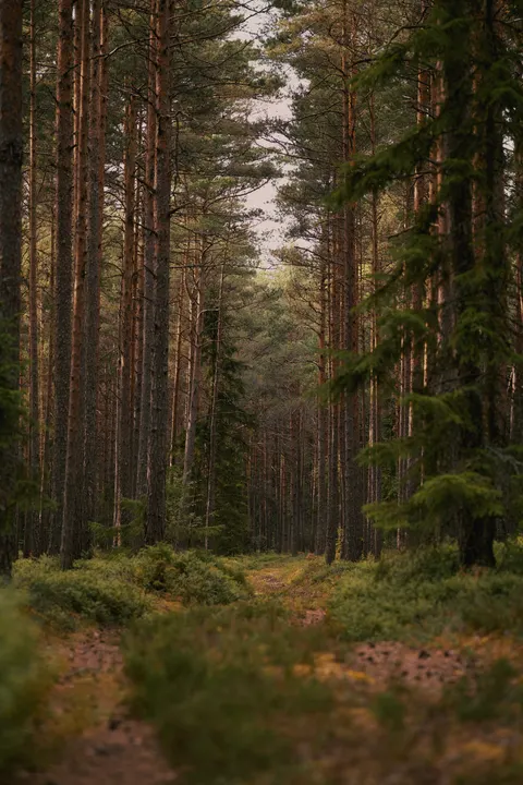 Forest Path Phone Wallpaper · vertical · 1440×2160