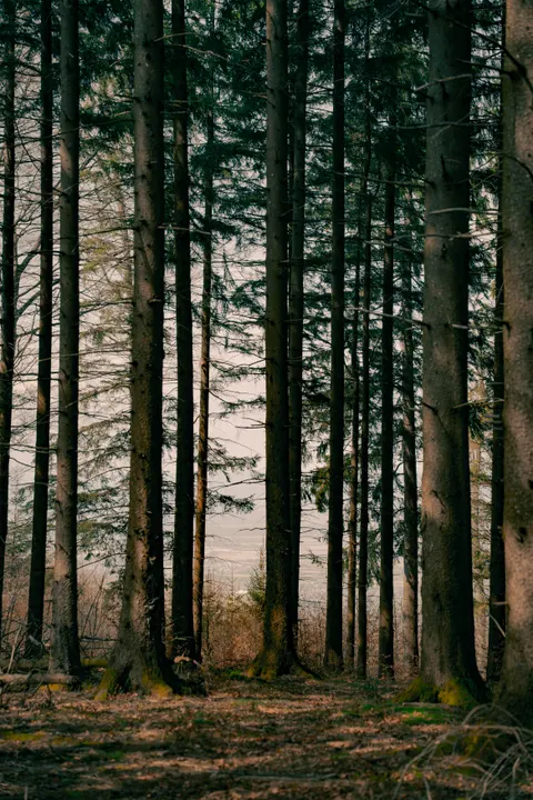 Forest Path Phone Wallpaper · vertical · 1440×2160