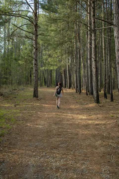 Forest Path Phone Wallpaper · vertical · 1440×2160
