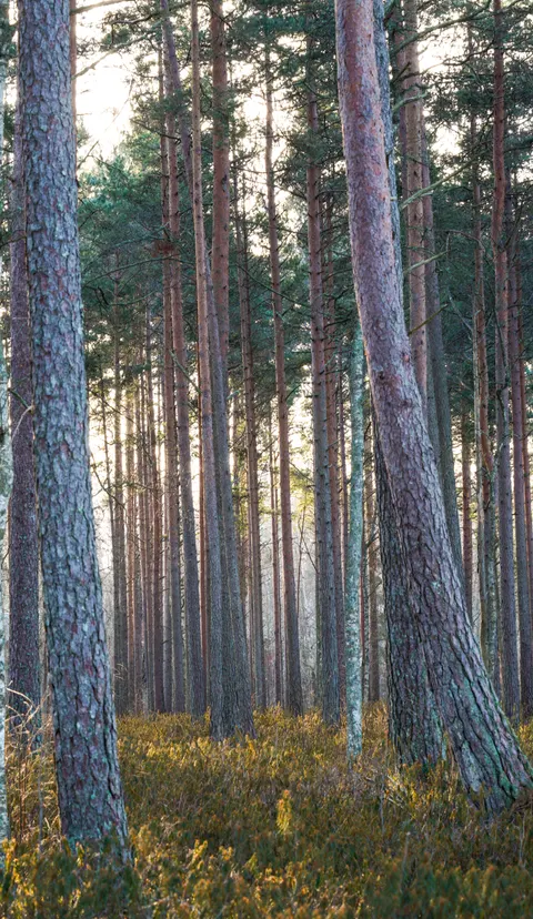 Forest Path Phone Wallpaper · vertical · 1440×2484
