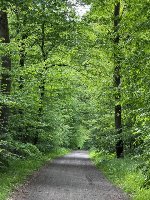 Forest Path Phone Wallpaper · vertical · 1440×1920