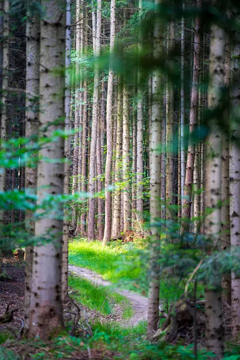 Forest Path Phone Wallpaper · vertical · 1440×2160