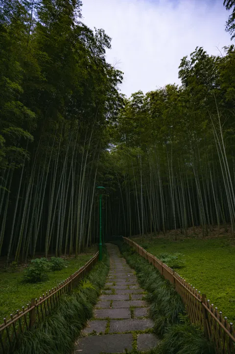 Forest Path Phone Wallpaper · vertical · 1440×2164