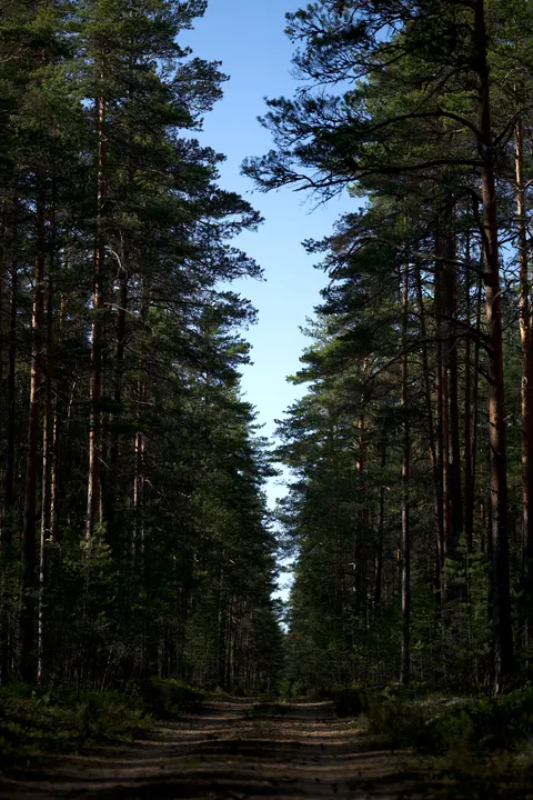Forest Path Phone Wallpaper · vertical · 1440×2160