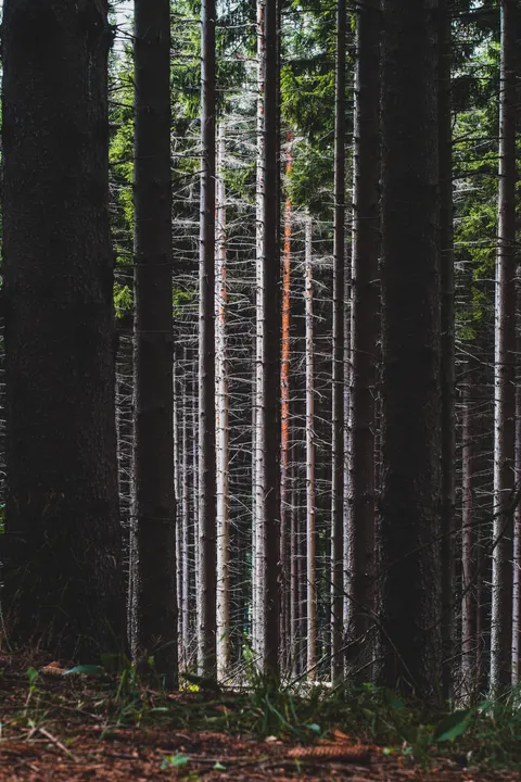 Forest Path Phone Wallpaper · vertical · 1440×2160
