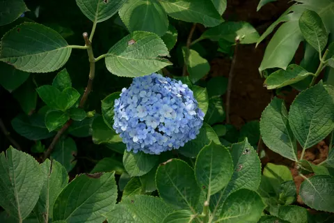 Hydrangea 4K Wallpaper · flowers · 3840×2560