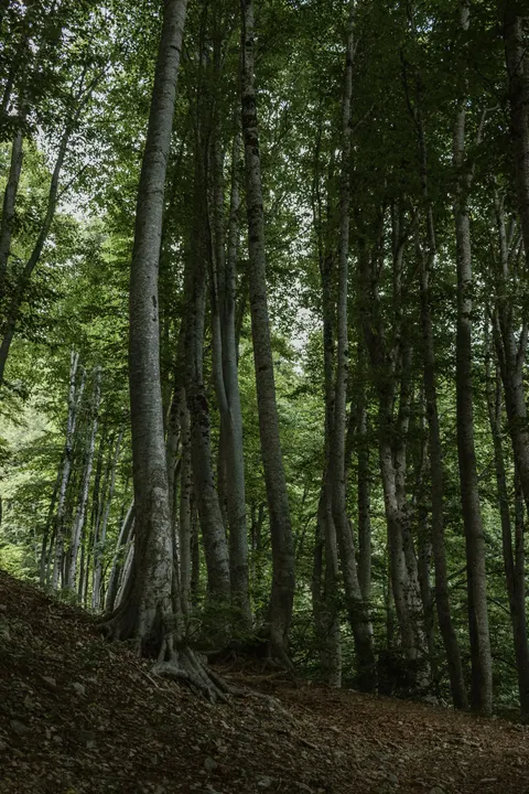Forest Path Phone Wallpaper · vertical · 1440×2160