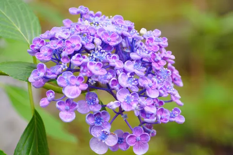 花卉 4K壁纸 · flowers · 3840×2560