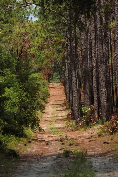 Forest Path Phone Wallpaper · vertical · 1440×2160