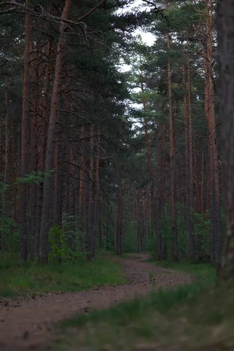 Forest Path Phone Wallpaper · vertical · 1440×2160