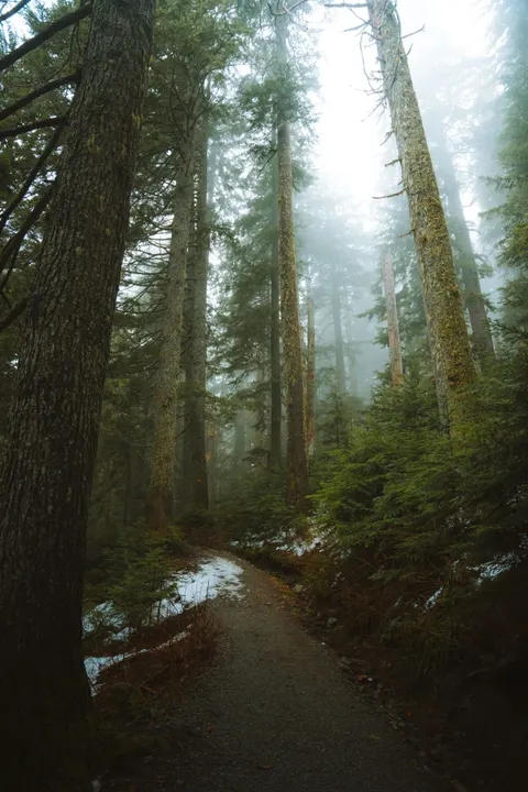 Forest Path Phone Wallpaper · vertical · 1440×2160
