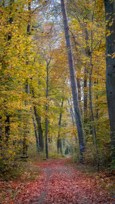 Forest Path Phone Wallpaper · vertical · 1440×2560
