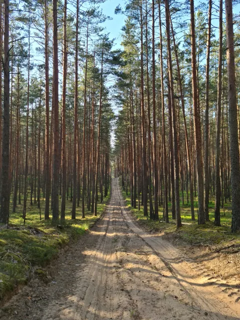 Forest Path Phone Wallpaper · vertical · 1440×1920