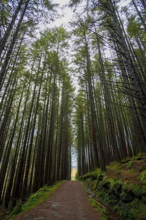 Forest Path Phone Wallpaper · vertical · 1440×2160