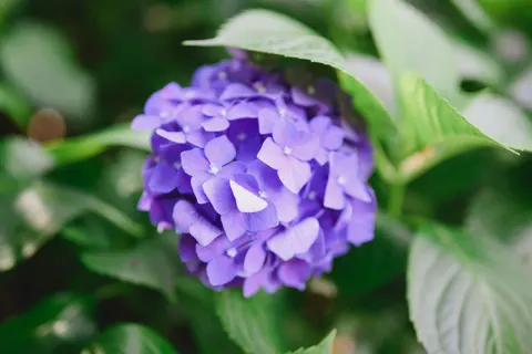 Hortensie 4K Hintergrundbild · flowers · 3840×2563