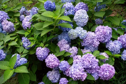 Hydrangea 4K Wallpaper · flowers · 3840×2553