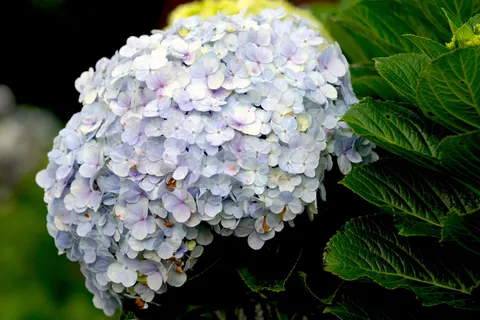 Hortensie 4K Hintergrundbild · flowers · 3840×2561