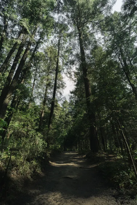 Forest Path Phone Wallpaper · vertical · 1440×2160
