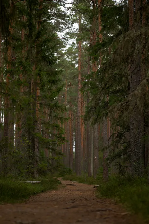 Forest Path Phone Wallpaper · vertical · 1440×2160