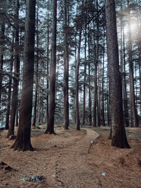 Forest Path Phone Wallpaper · vertical · 1440×1920