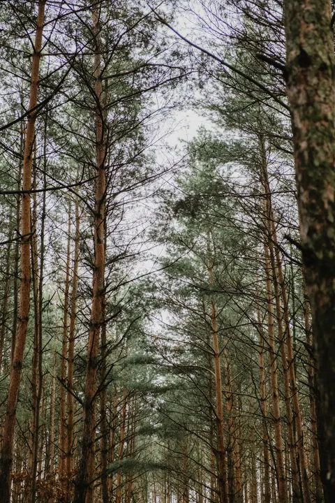 Forest Path Phone Wallpaper · vertical · 1440×2160