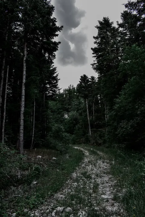 Forest Path Phone Wallpaper · vertical · 1440×2160