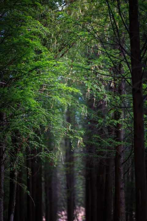 Forest Path Phone Wallpaper · vertical · 1440×2159