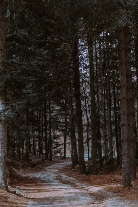 Forest Path Phone Wallpaper · vertical · 1440×2160