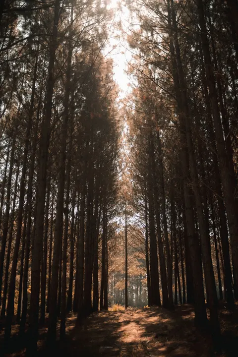 Forest Path Phone Wallpaper · vertical · 1440×2160