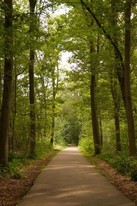 Forest Path Phone Wallpaper · vertical · 1440×2160