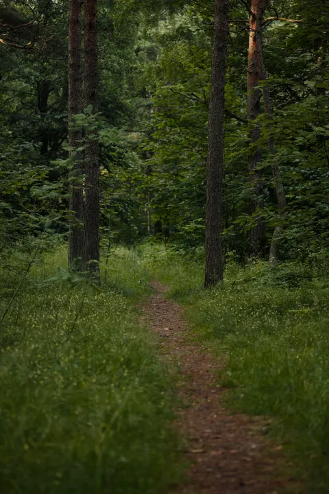 Forest Path Phone Wallpaper · vertical · 1440×2160