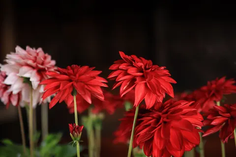 꽃 4K 배경화면 · flowers · 3840×2560