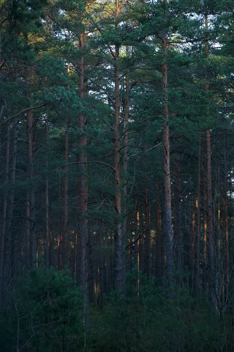 Forest Path Phone Wallpaper · vertical · 1440×2160