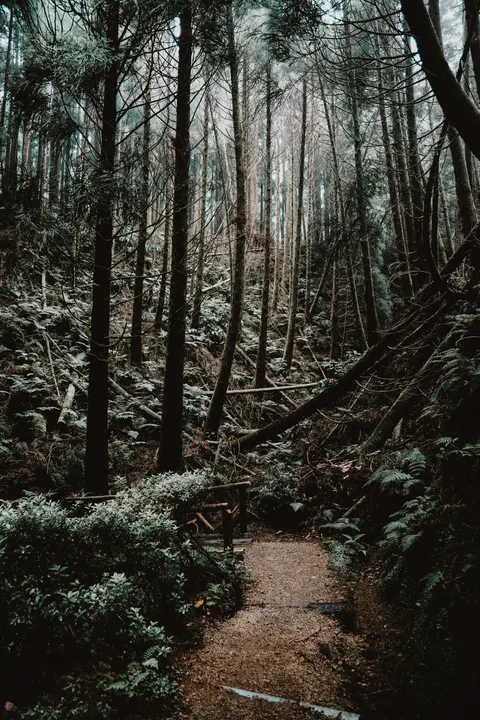 Forest Path Phone Wallpaper · vertical · 1440×2160