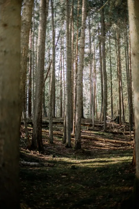 Forest Path Phone Wallpaper · vertical · 1440×2160