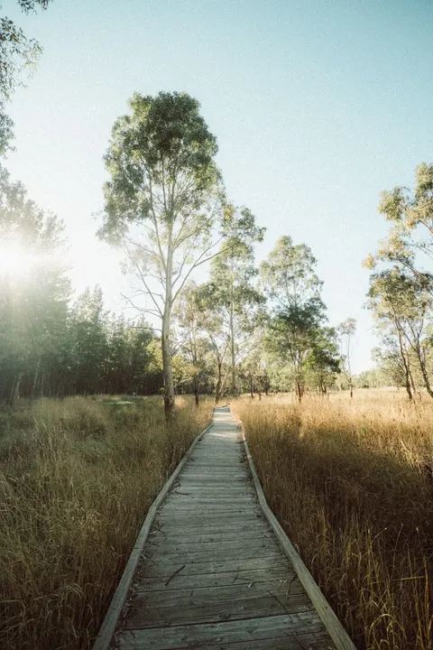 Forest Path Phone Wallpaper · vertical · 1440×2160