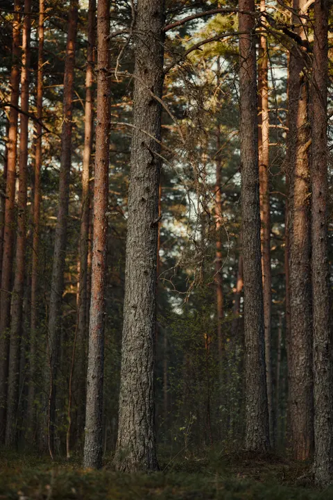 Forest Path Phone Wallpaper · vertical · 1440×2160