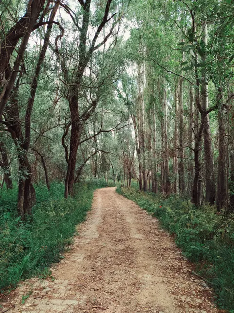 Jalan Setapak Hutan Wallpaper HP · vertical · 1440×1920