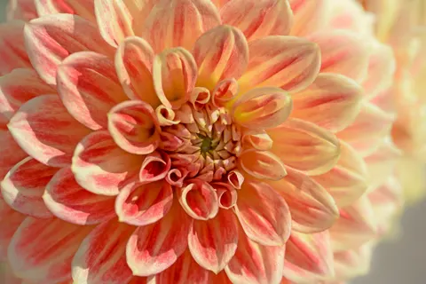 والپیپر گل کوکب با کیفیت 4K · flowers · 3840×2563