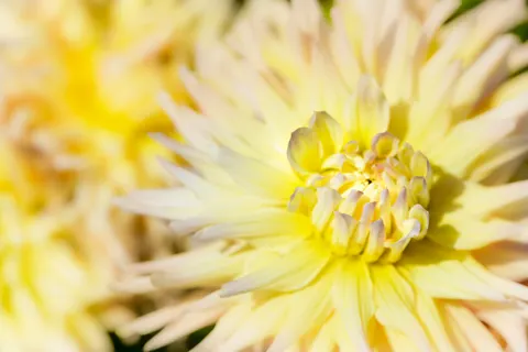 Papel de parede Flores 4K · flowers · 3840×2563