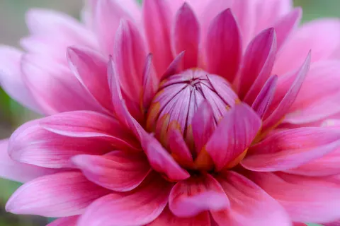 Обои Георгин 4K · flowers · 3840×2563