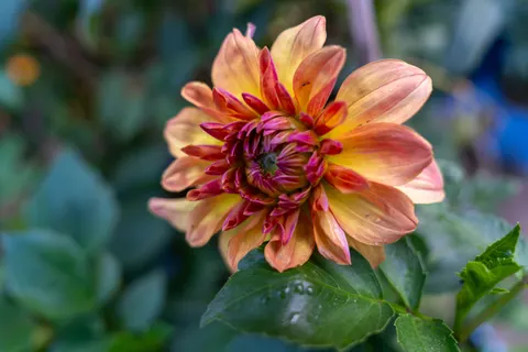 خلفية الزهور بدقة 4K · flowers · 3840×2560
