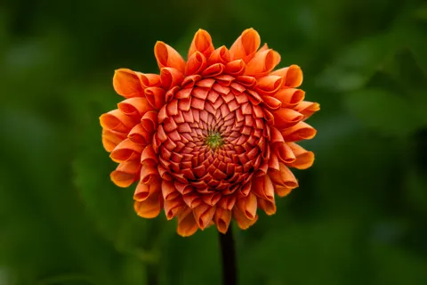 꽃 4K 배경화면 · flowers · 3840×2560