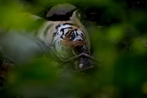 Tiere 4K Hintergrundbild · animals · 3840×2560
