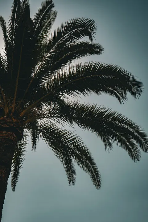 Palm Sky Phone Wallpaper · vertical · 1440×2160