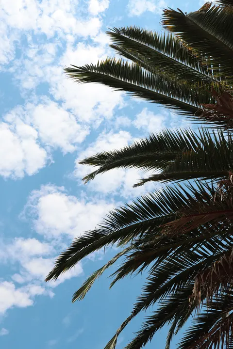 Palm Sky Phone Wallpaper · vertical · 1440×2160