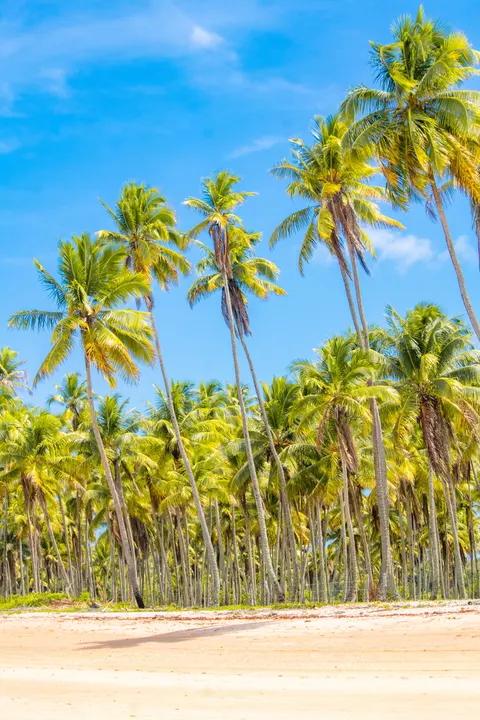 Palm Sky Phone Wallpaper · vertical · 1440×2160