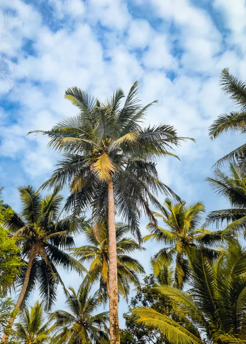 Palm Sky Phone Wallpaper · vertical · 1440×2013