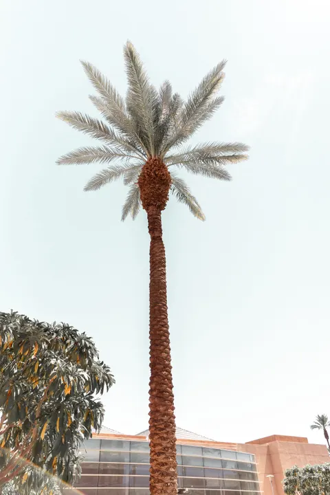 Palm Sky Phone Wallpaper · vertical · 1440×2160